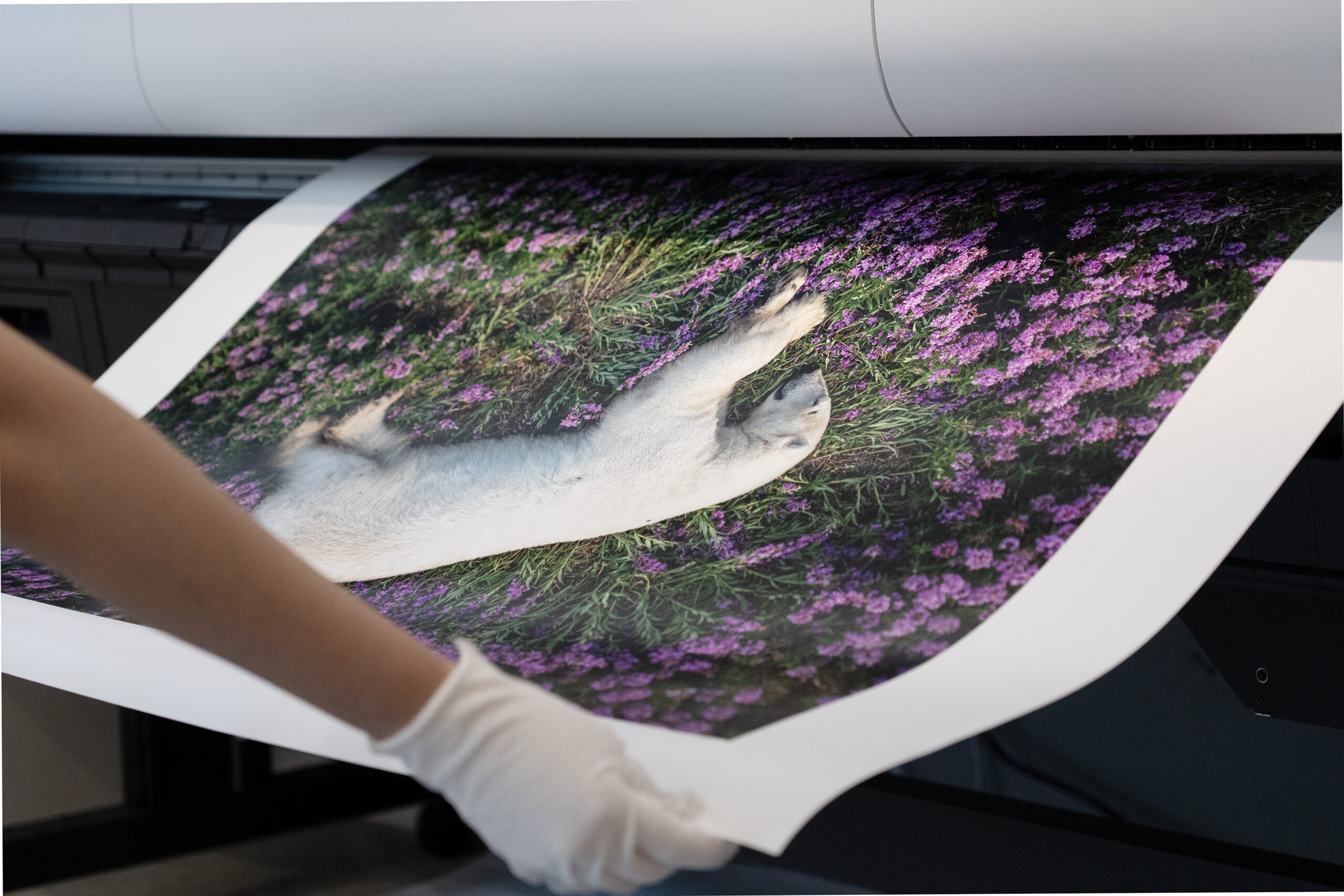 Large Format Print